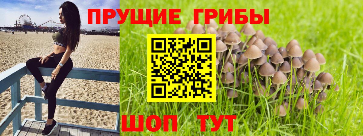 Котлас  Псилоцибиновые грибы Psilocybine cubensis  Вход с VPN 